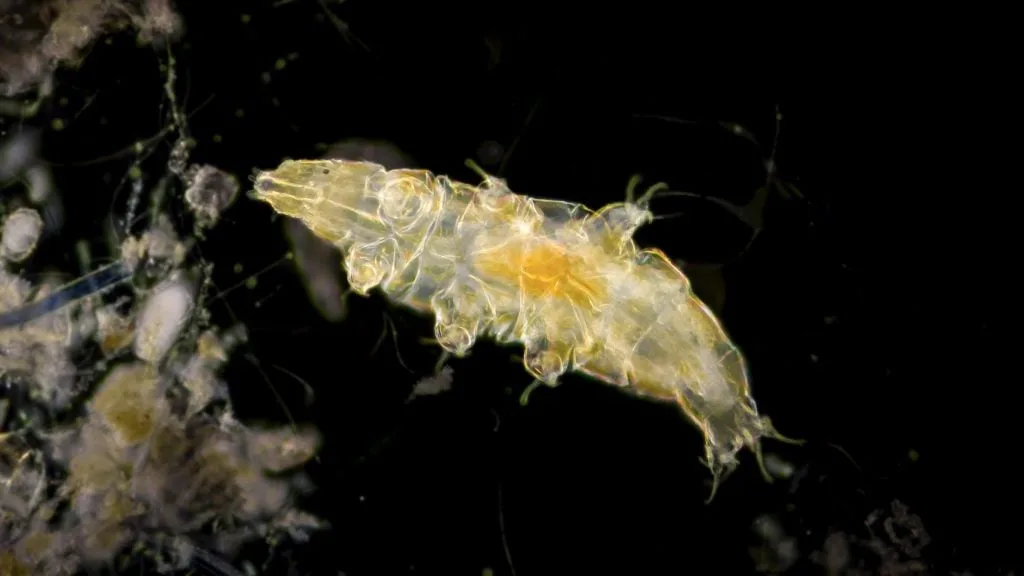 Tardigrades, also known as water bears, were among the surprising multicellular organisms discovered