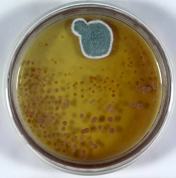 In 1928, Scottish physician Alexander Fleming famously observed *Penicillium notatum* mold (pictured