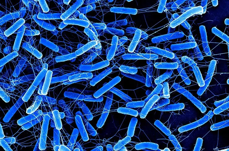 Clostridioides difficile is a bacterium responsible for severe, sometimes fatal, gut infections, wit
