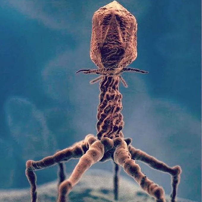 Bacteriophages are viruses that specifically infect and destroy bacteria, making them a promising to