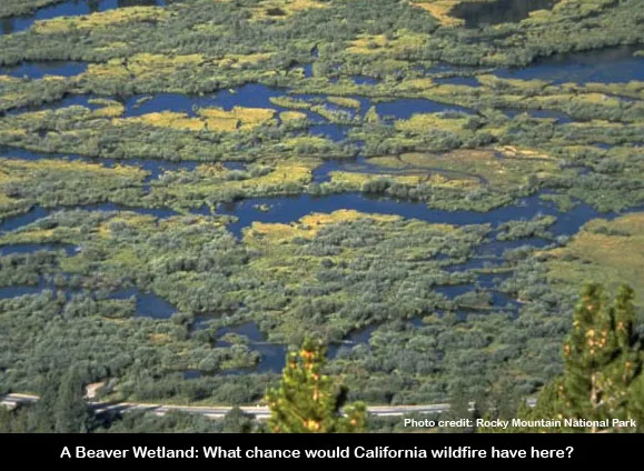 Beaver dams raise local water tables, creating lush, wet habitats that act as natural firebreaks, re