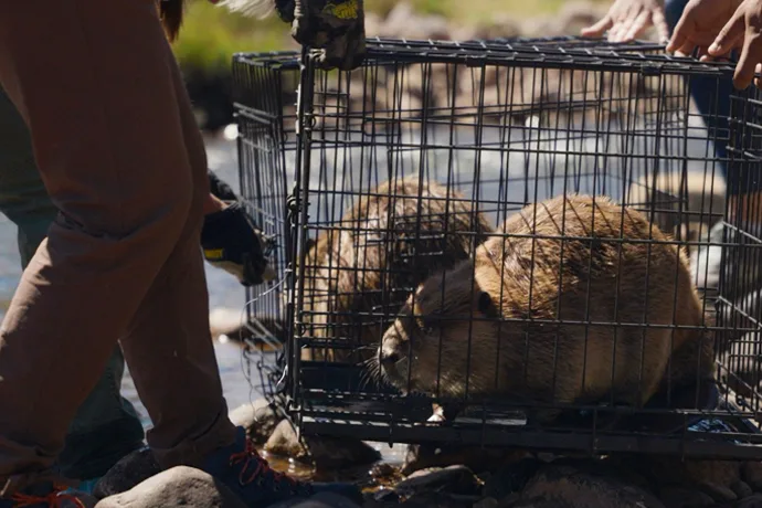 Wildlife officials carefully relocate a beaver, often moving 'nuisance' animals from developed areas