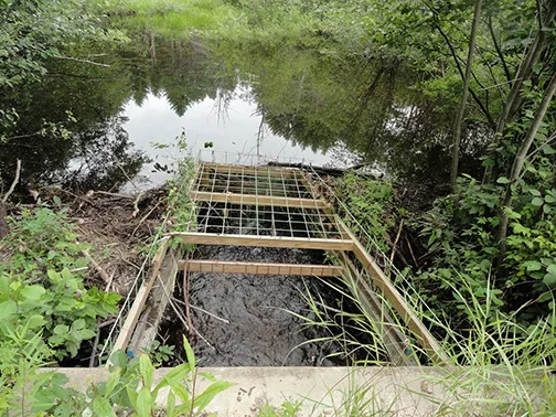 A 'beaver deceiver' device, also known as a pond leveler, is strategically installed to regulate wat