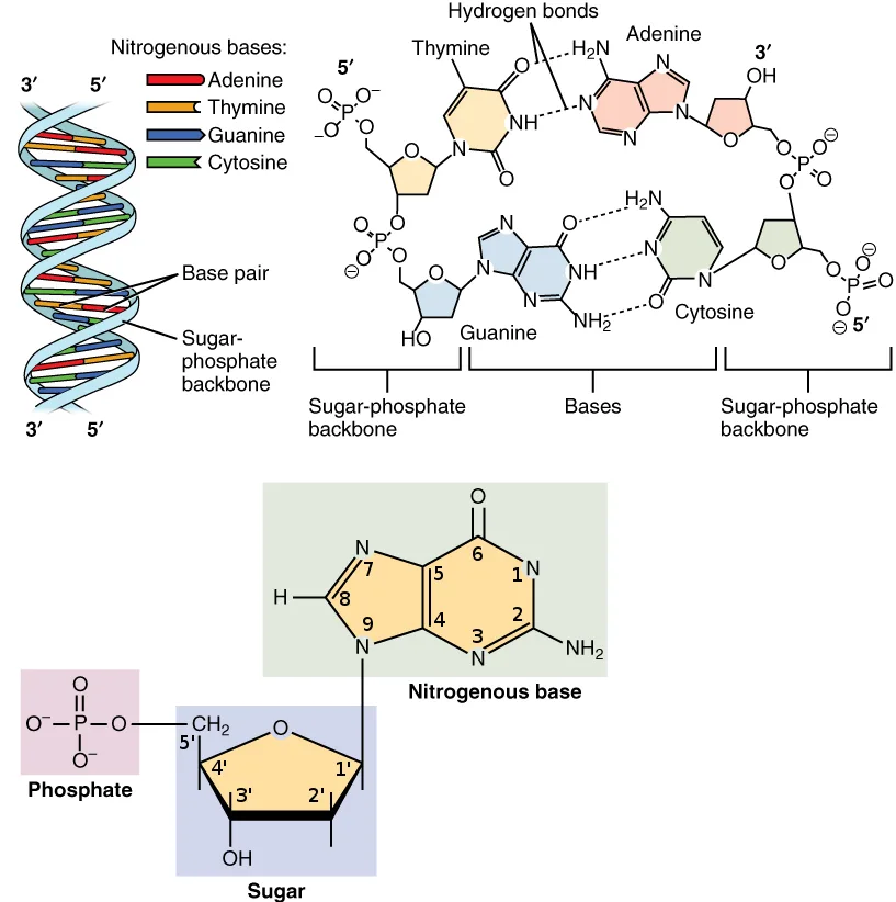 The iconic double helix structure of DNA, famously discovered by James Watson and Francis Crick in 1