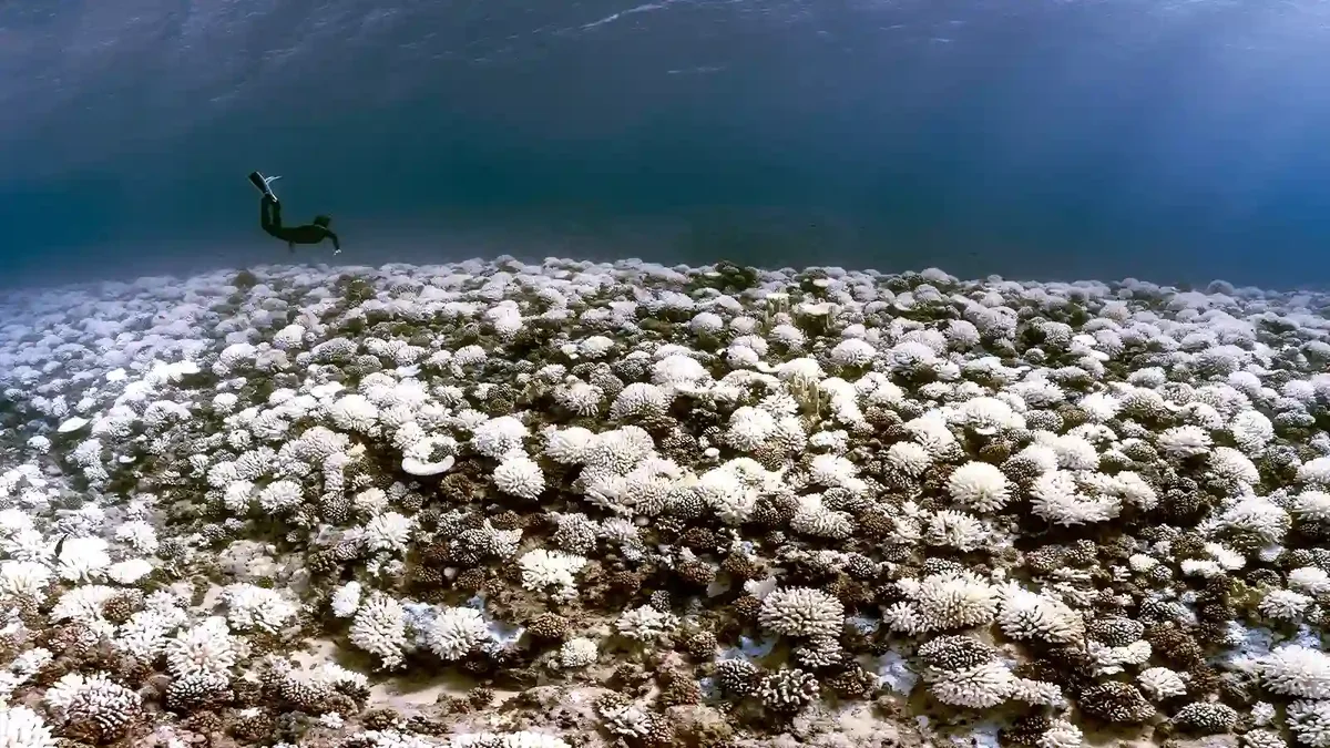 El blanqueamiento de coral ocurre cuando el aumento de las temperaturas oceánicas estresa a los pólipos de coral, lo que los lleva a expulsar las