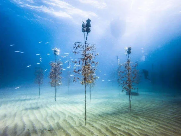 La Coral Restoration Foundation (CRF) gestiona el vivero de coral más grande del mundo en los Cayos de Florida, w