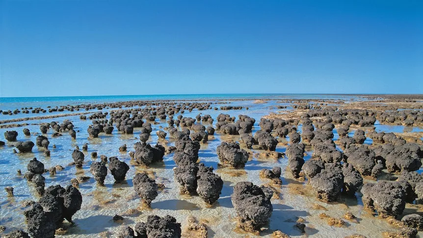 Stromatolites are layered rock structures built by ancient microbial mats, representing some of the 