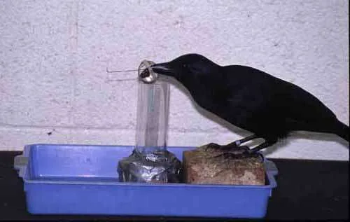 New Caledonian crows are renowned for their intelligence, particularly their ability to create and u