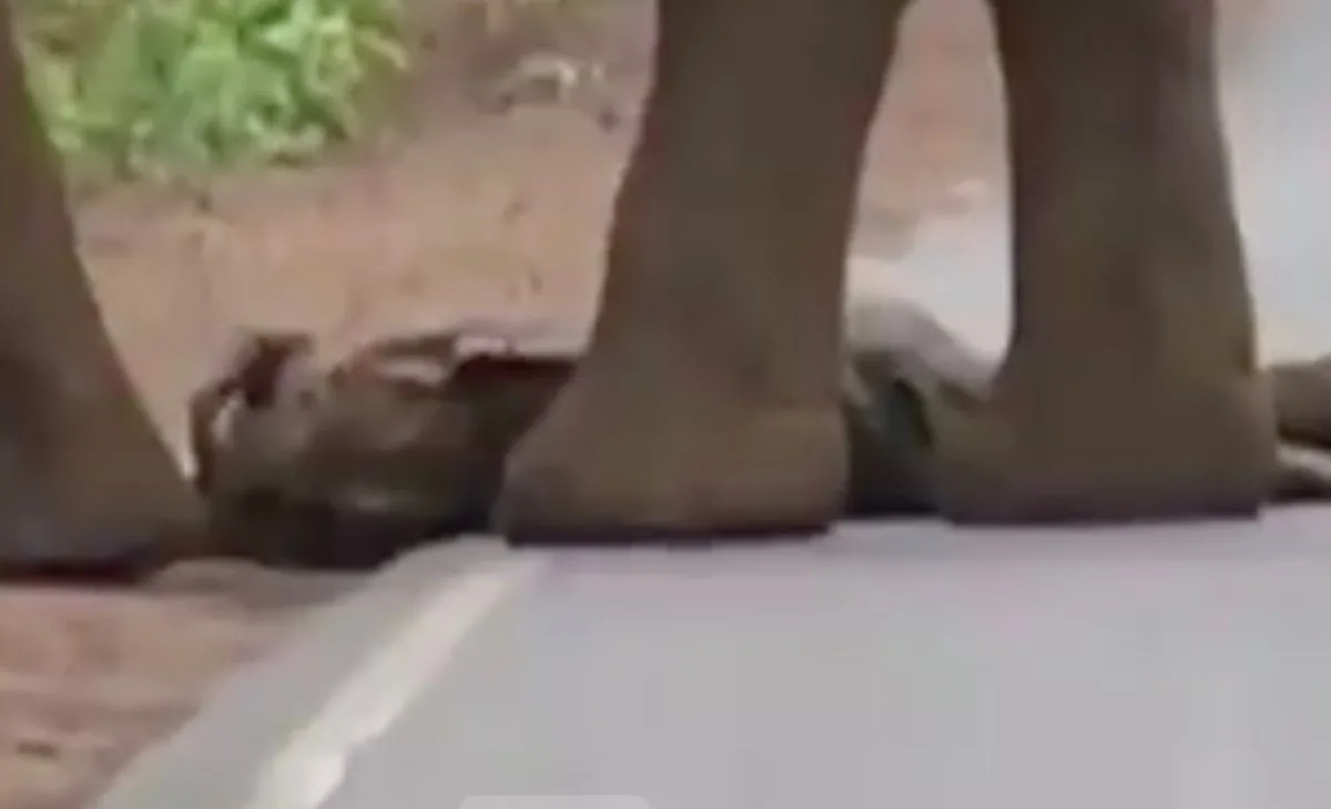 Elephant herds have been observed returning to specific burial sites for years, touching the bones o