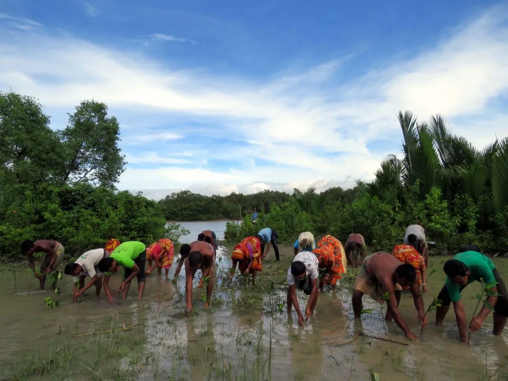 Mangrove forests are vital natural defenses against rising sea levels and storm surges, and their re