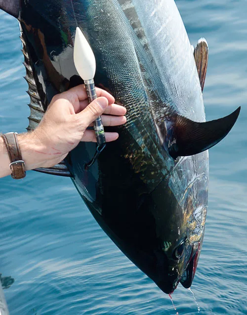 A pop-up satellite archival tag (PSAT) attached to a bluefin tuna, a technology pioneered by Dr. Bar