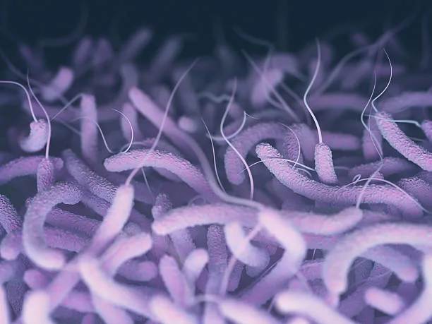 Vibrio cholerae, the bacteria responsible for cholera, thrives in warmer water. Climate change-induc