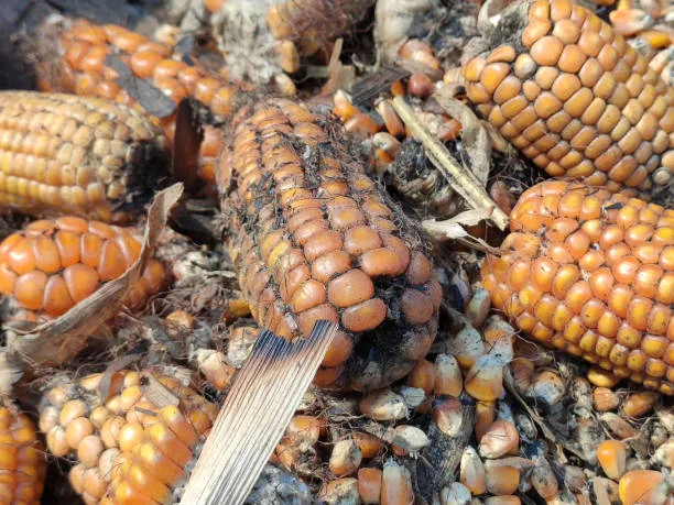 Warmer, wetter conditions exacerbated by climate change promote the growth of molds like *Aspergillu