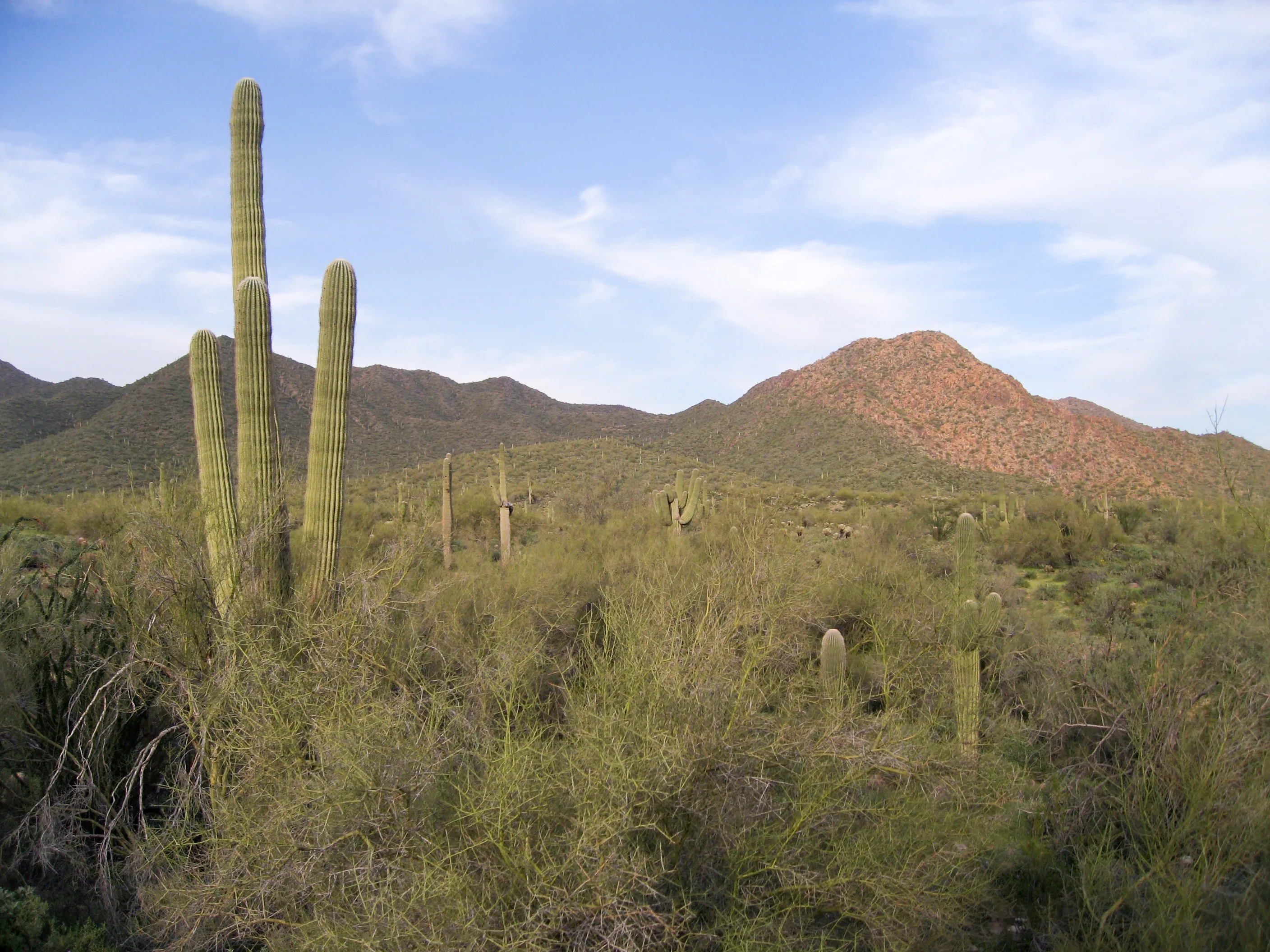 The Sonoran Desert landscape with towering Saguaro cacti and desert buttes in Arizona