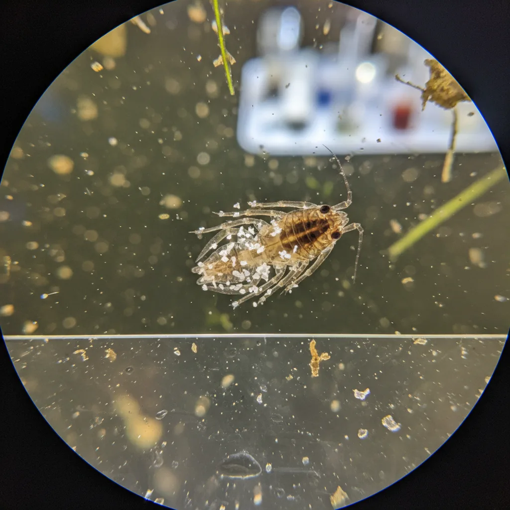 Microplastics (white specks) trapped within a copepod, viewed under a microscope.
