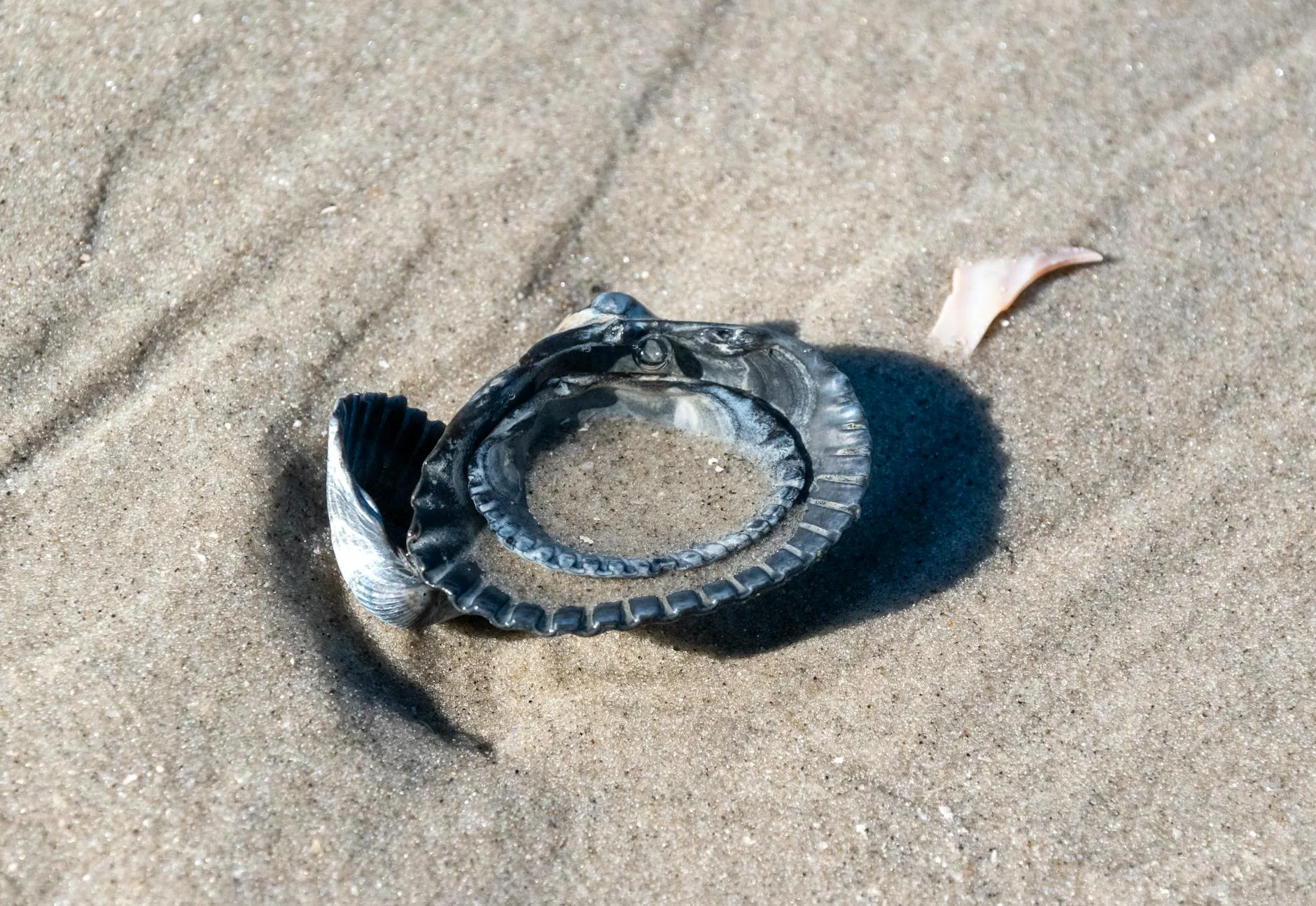 A discarded plastic bottle, exposed to sunlight and ocean waves, slowly fragments into countless sma