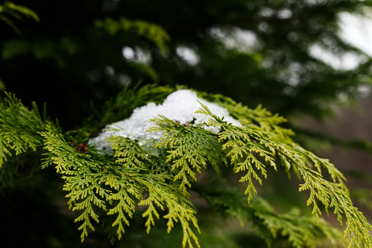 The Eastern red cedar (Juniperus virginiana) is an invasive species in Nebraska's prairies, known fo
