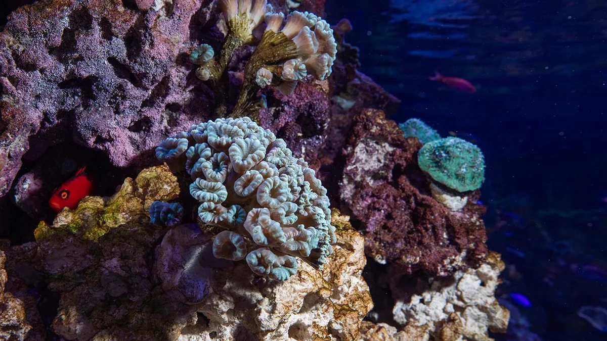 Le barriere coralline, ecosistemi vitali costruiti da organismi calcificatori, sono seriamente minacciate dall'acidificazione degli oceani