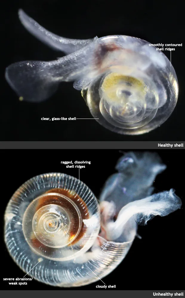 I pteropodi, noti anche come farfalle di mare, sono minuscole lumache marine con conchiglie delicate altamente vulnerabili