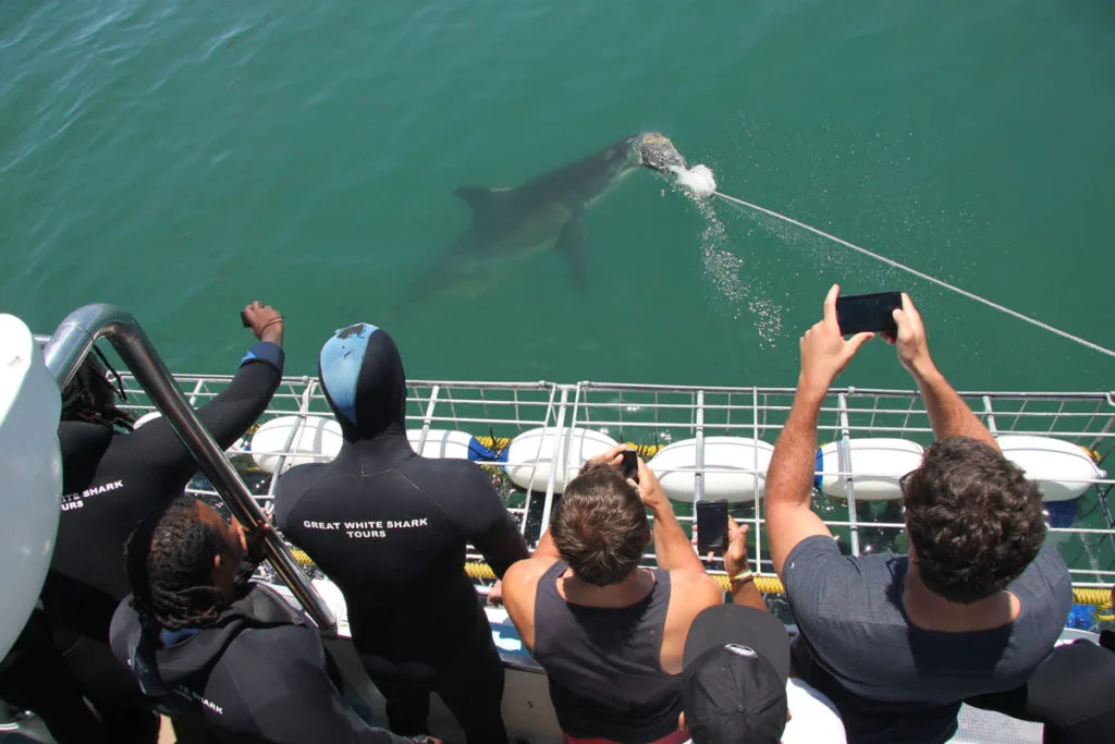 Once a thriving tourist attraction in places like False Bay and Gansbaai, South Africa, shark cage d