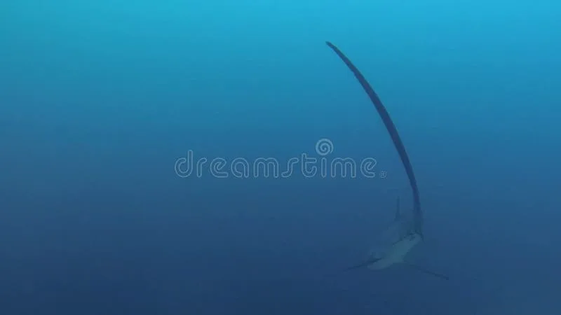 Thresher sharks are easily recognized by their exceptionally long, whip-like caudal fin, which can b