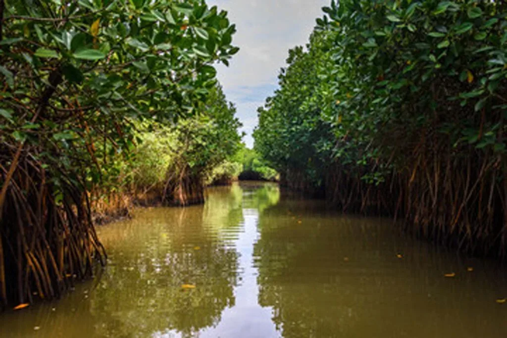 The Sundarbans, a vast mangrove forest shared by India and Bangladesh, protects millions from cyclon