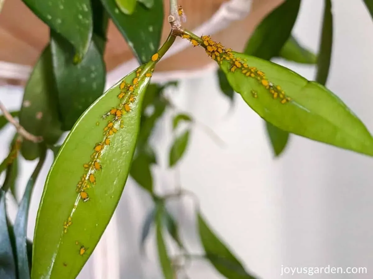 Los pulgones son plagas comunes del jardín que los sistemas de jardinería inteligente, a pesar de su automatización, no pueden prevenir ni eliminar.