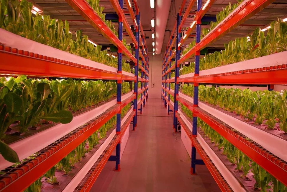 Bustanica, the world's largest vertical farm, opened in Dubai in July 2022 as a joint venture betwee
