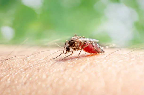 The Aedes aegypti mosquito, identifiable by its distinctive striped legs, is a primary vector for di