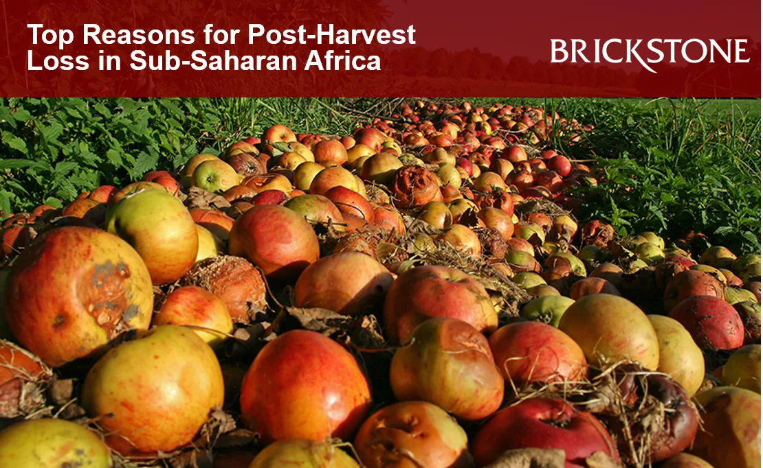 En el África subsahariana, hasta el 40% de los productos se pierde entre la cosecha y el mercado debido al mal almacenamiento, 
