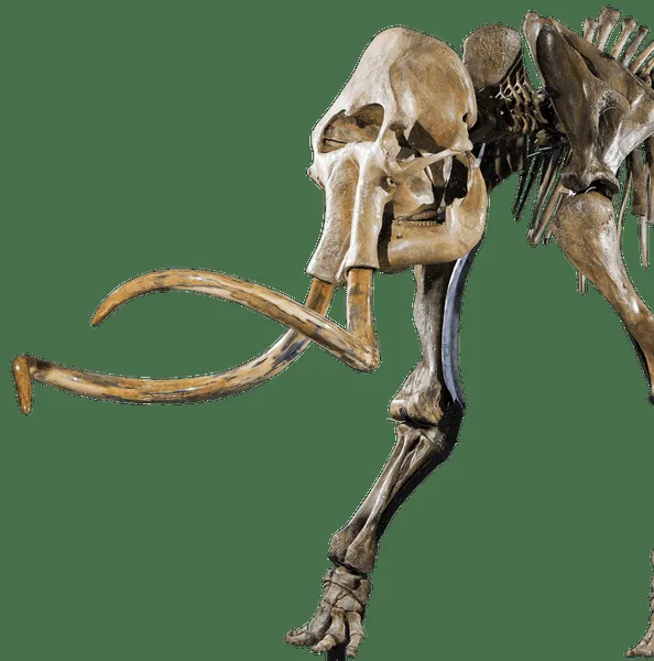 Les mammouths laineux, ressource vitale pour les anciens chasseurs-cueilleurs, dont les migrations suivaient souvent ces troupeaux massifs à travers les paysages de l'ère glaciaire.